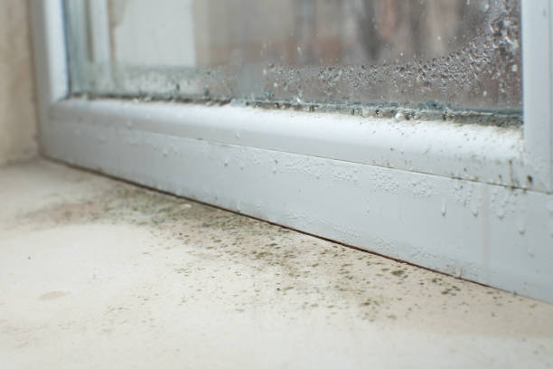 Best Black Mold Removal  in Acton, CA